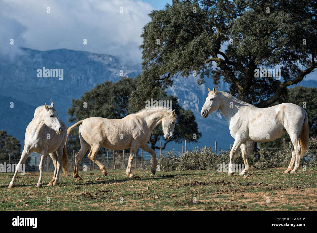 Group of white Spanish mare Stock Photo