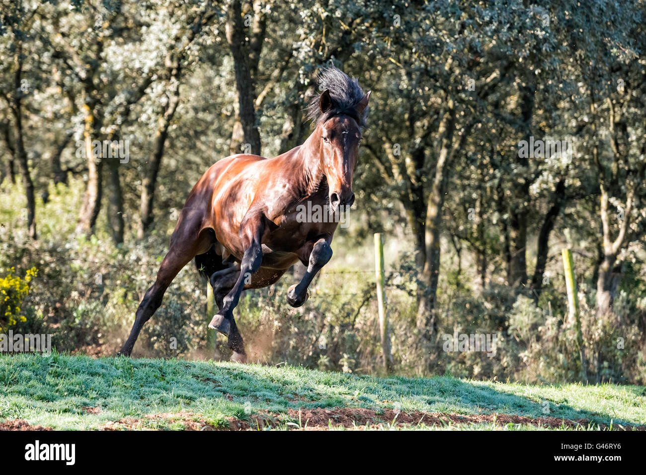 PRE stallion having fun in a pasture Stock Photo