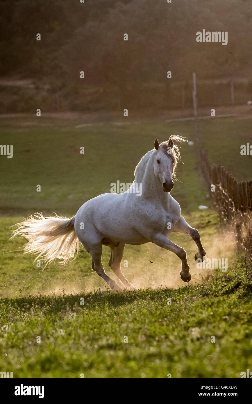 Gray PRE stallion running free in the sunset in Spain Stock Photo
