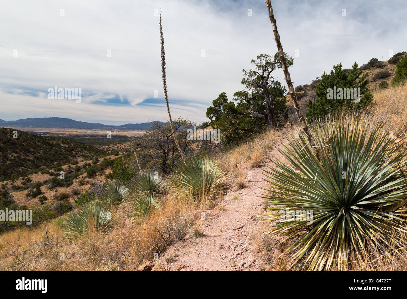 Yucca plants growing along a section of the Arizona Trail as it ascends a hill in the Canelo Hills. Coronado National Forest, Ar Stock Photo
