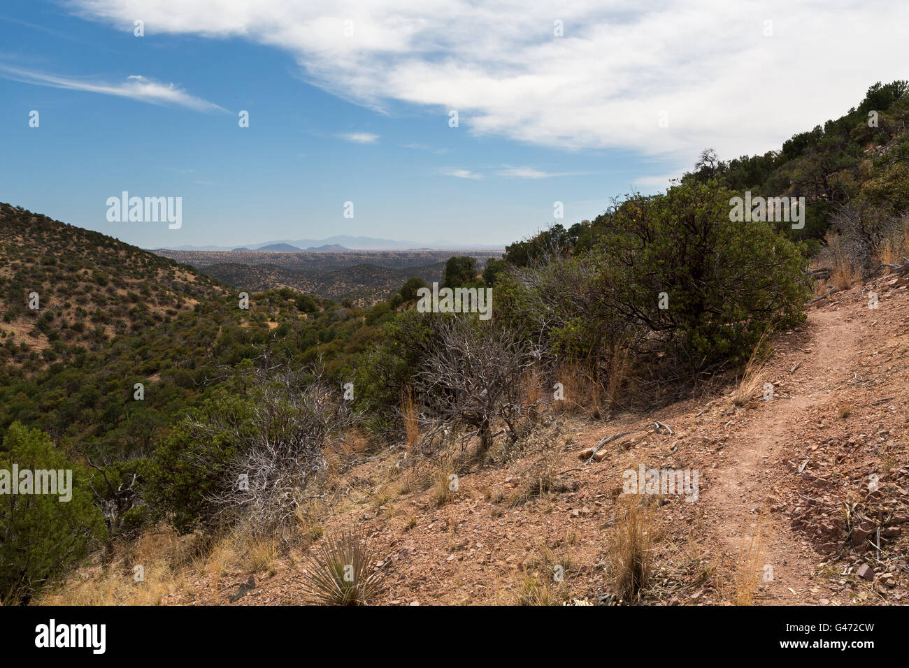The Arizona Trail wanders through a forest of juniper, oak, and pinyon pine trees in the Canelo Hills. Coronado National Forest Stock Photo