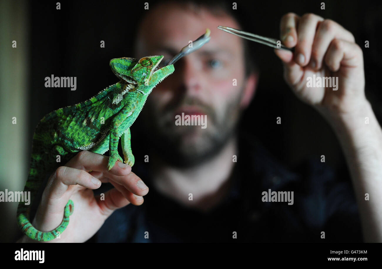 Employee Steven Sykes with an 18-month-old Yemen Chameleon called Karma, the latest arrival at the Kirkley Hall zoological gardens, which will open to the public for the first time this May. Stock Photo