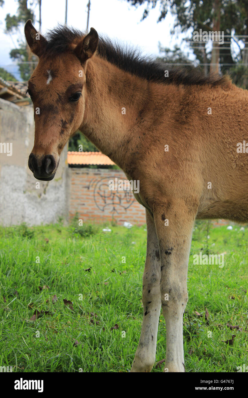 A young horse in a pasture on a farm in Cotacachi, Ecuador Stock Photo