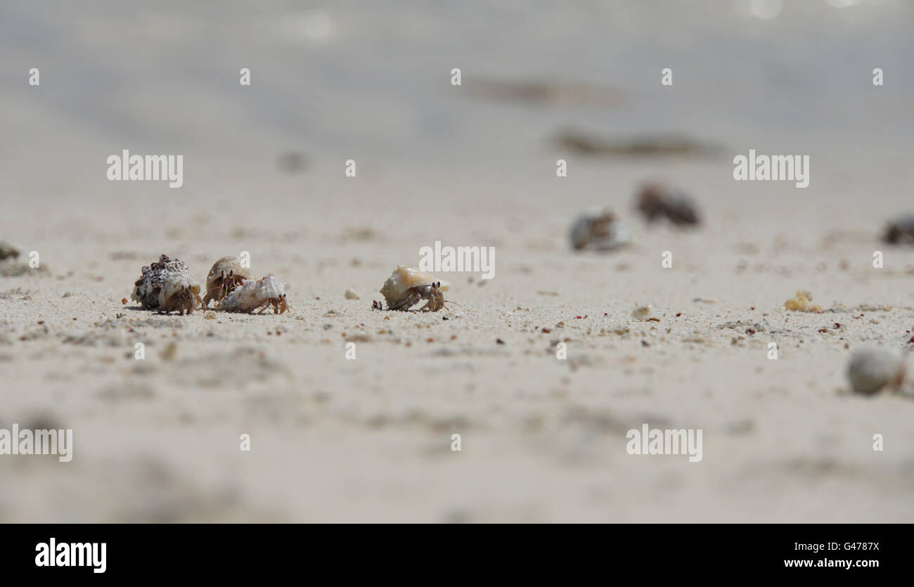 Land hermit crab on the beach hi-res stock photography and images - Alamy