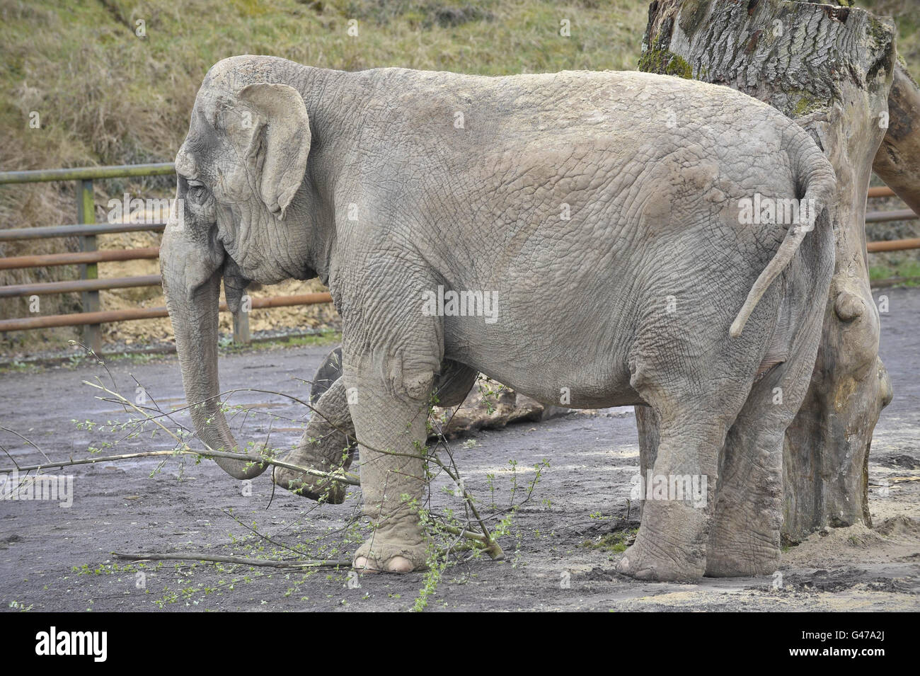 Longleat Safari Park. Anne the rescued elephant enjoys eating branches in her enclosure at Longleat Safari Park. Stock Photo