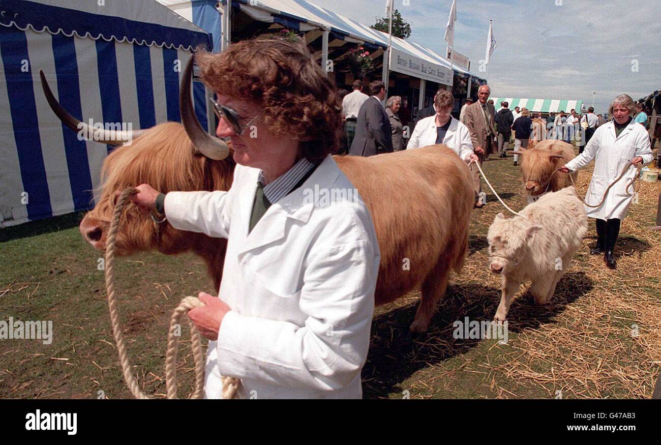 Entrants in cattle ring hi-res stock photography and images - Alamy