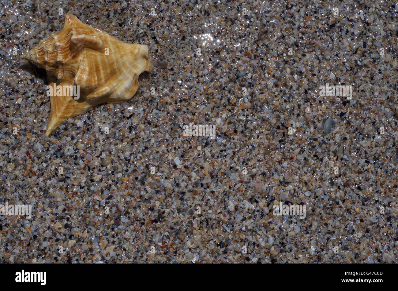 shell clam on the beach, closeup Stock Photo Alamy
