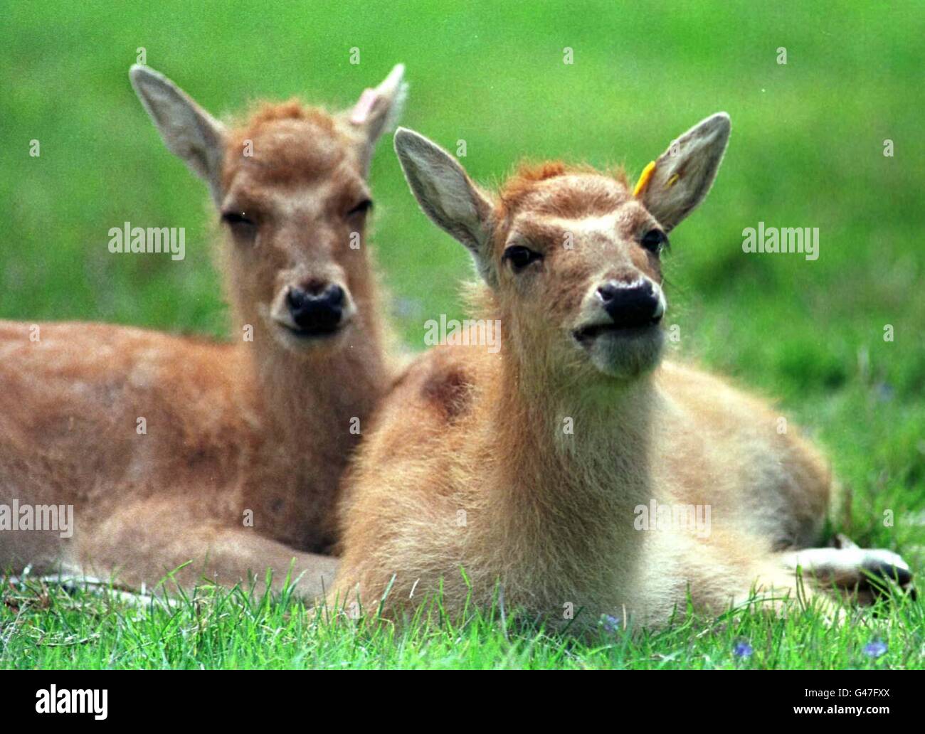Two Pere David's fawns born at Edinburgh Zoo on the 19 April. Once extinct in the wild they have been rescued from oblivion and re-introduced into their native China. Named after the 19th century naturalist Abbe Armand David, their numbers declined rapidly in the 19th and 20th centuries due to over-hunting. Several species scattered around European zoos were brought together at Woburn Abbey, by the Duke of Bedford who began a carefully managed breeding programme. Photo by Chris Bacon/PA Stock Photo