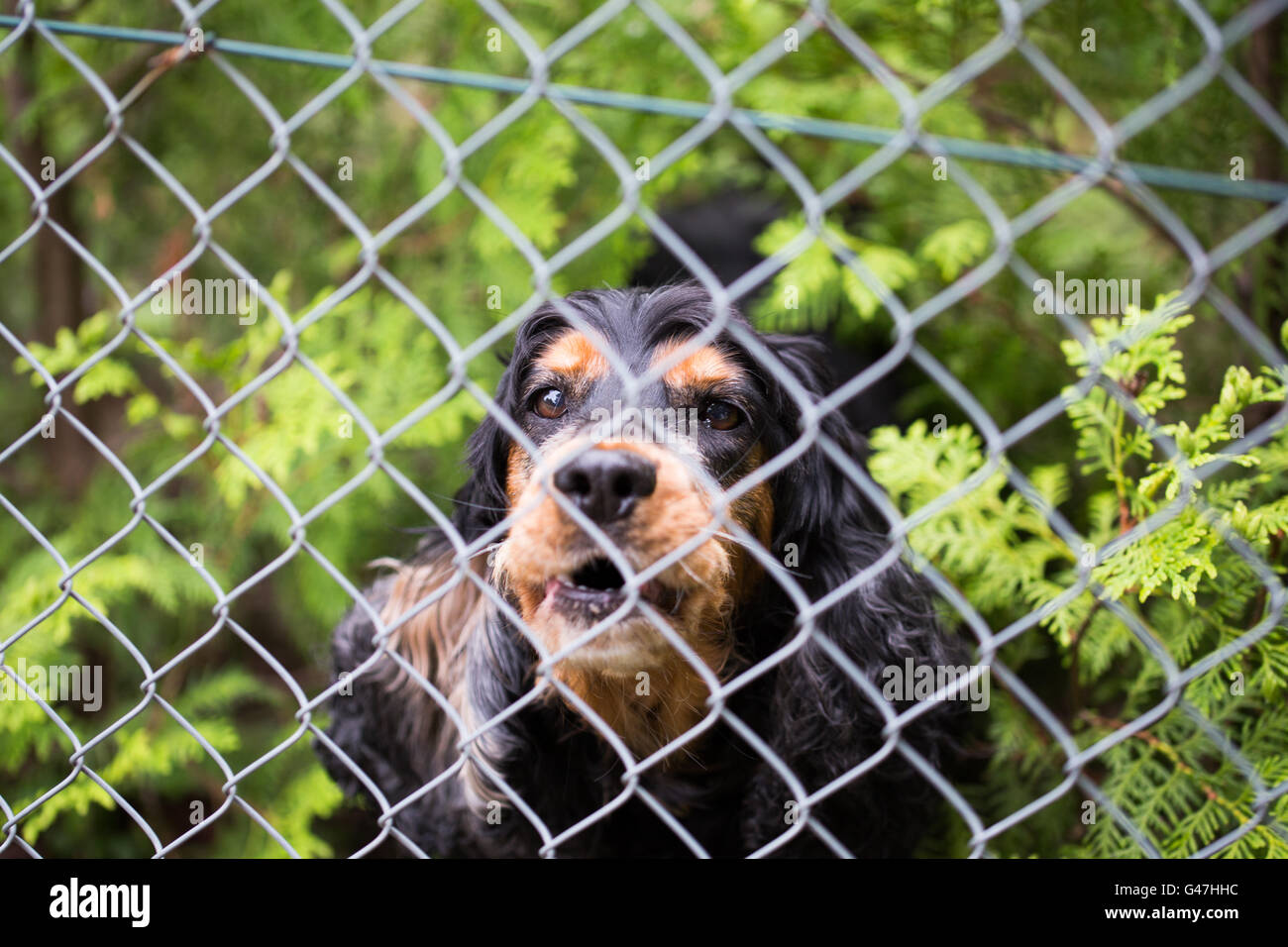 Dog behind fence Stock Photo