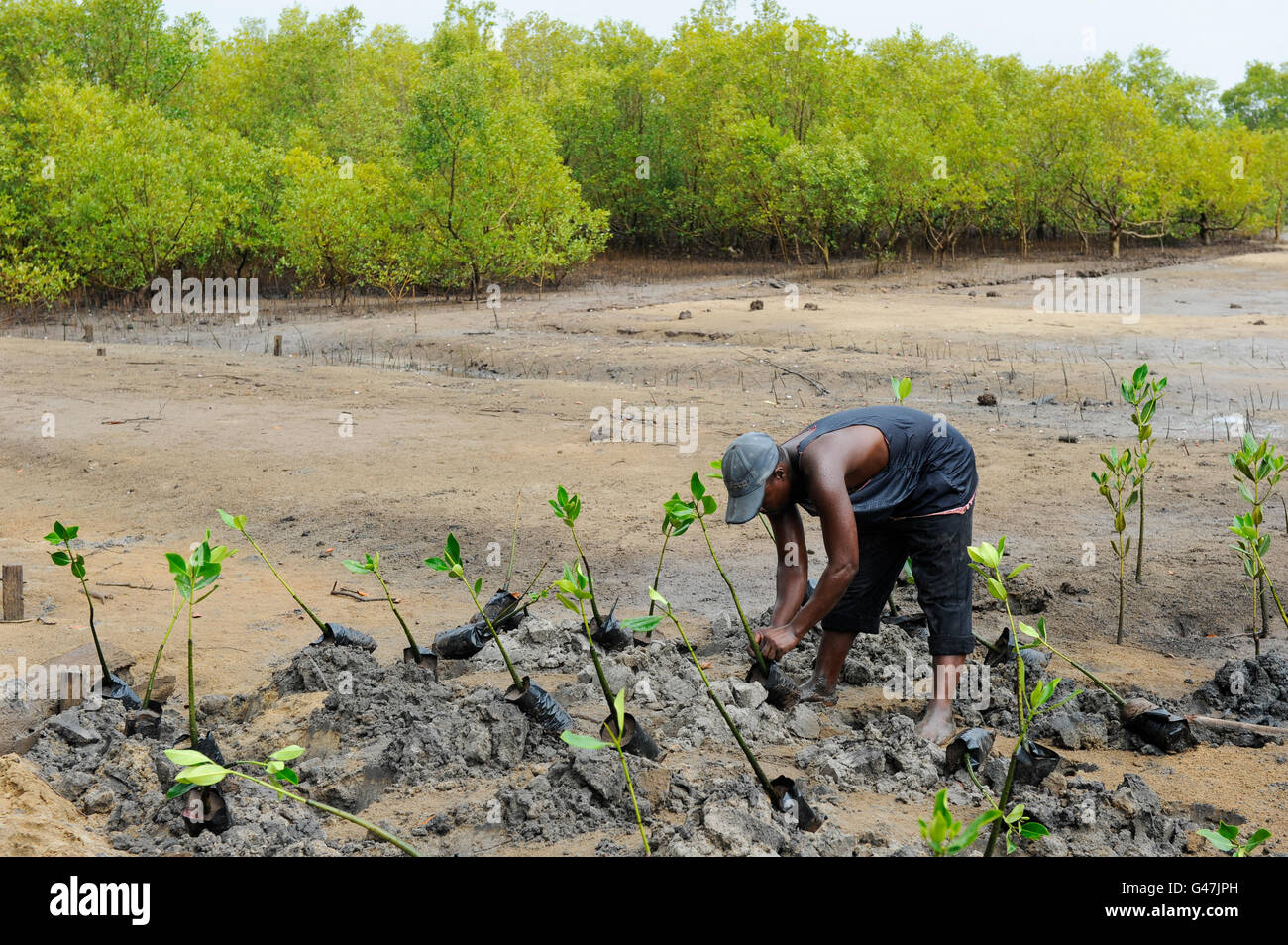 KENYA, Mombasa, Jimbo, planting of mangroves as coast protection / KENIA, Diakonie Projekt Kuestenschutz und Katastrophenprevention in der Kuestenregion bei Mombasa , Ort Jimbo , Mangrovenanpflanzung Stock Photo