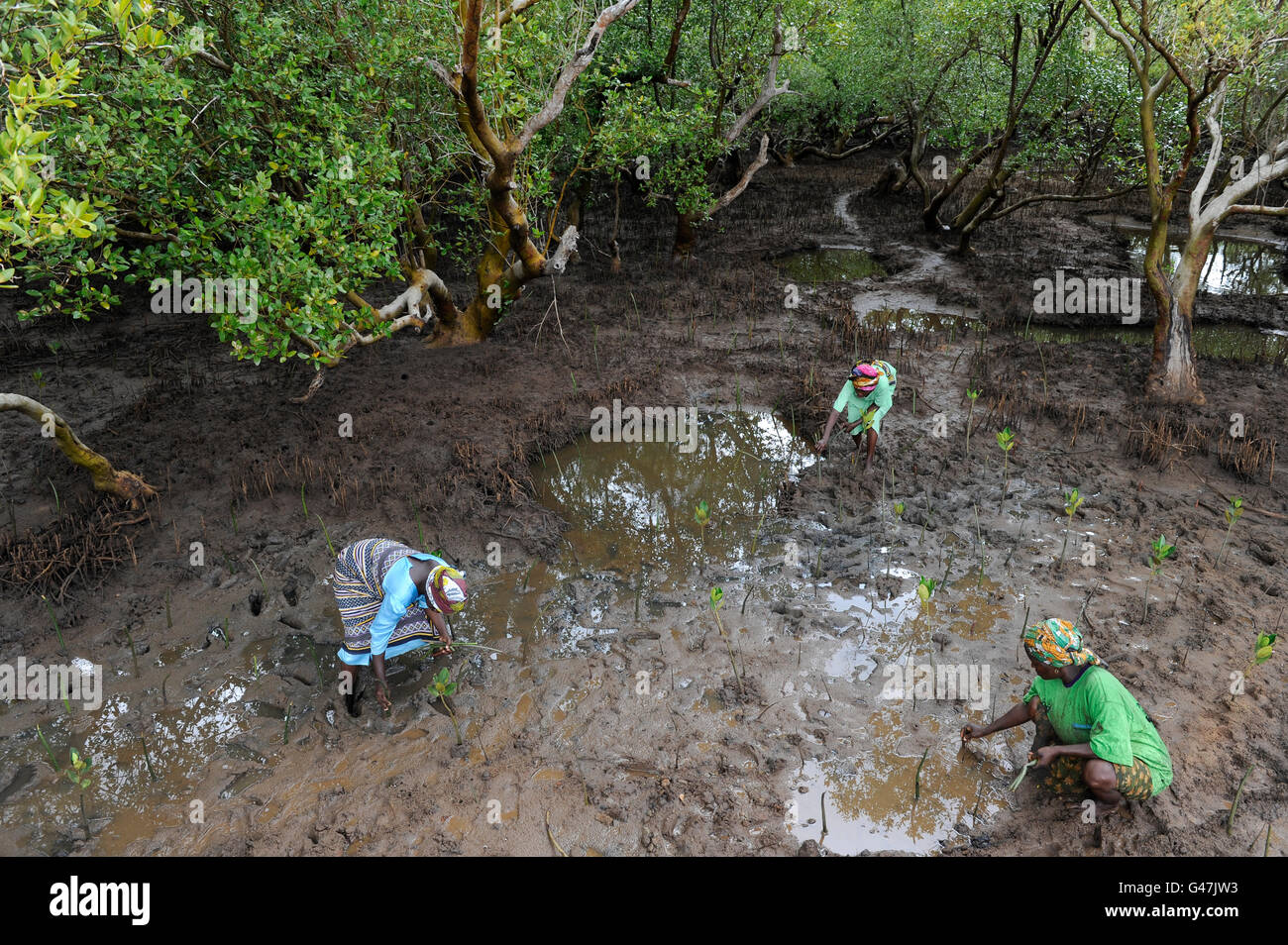 KENYA, Mombasa, Jimbo, planting of mangroves as coast protection / KENIA, Diakonie Projekt Kuestenschutz und Katastrophenprevention in der Kuestenregion bei Mombasa , Ort Jimbo , Frauen bei Mangrovenanpflanzung Stock Photo
