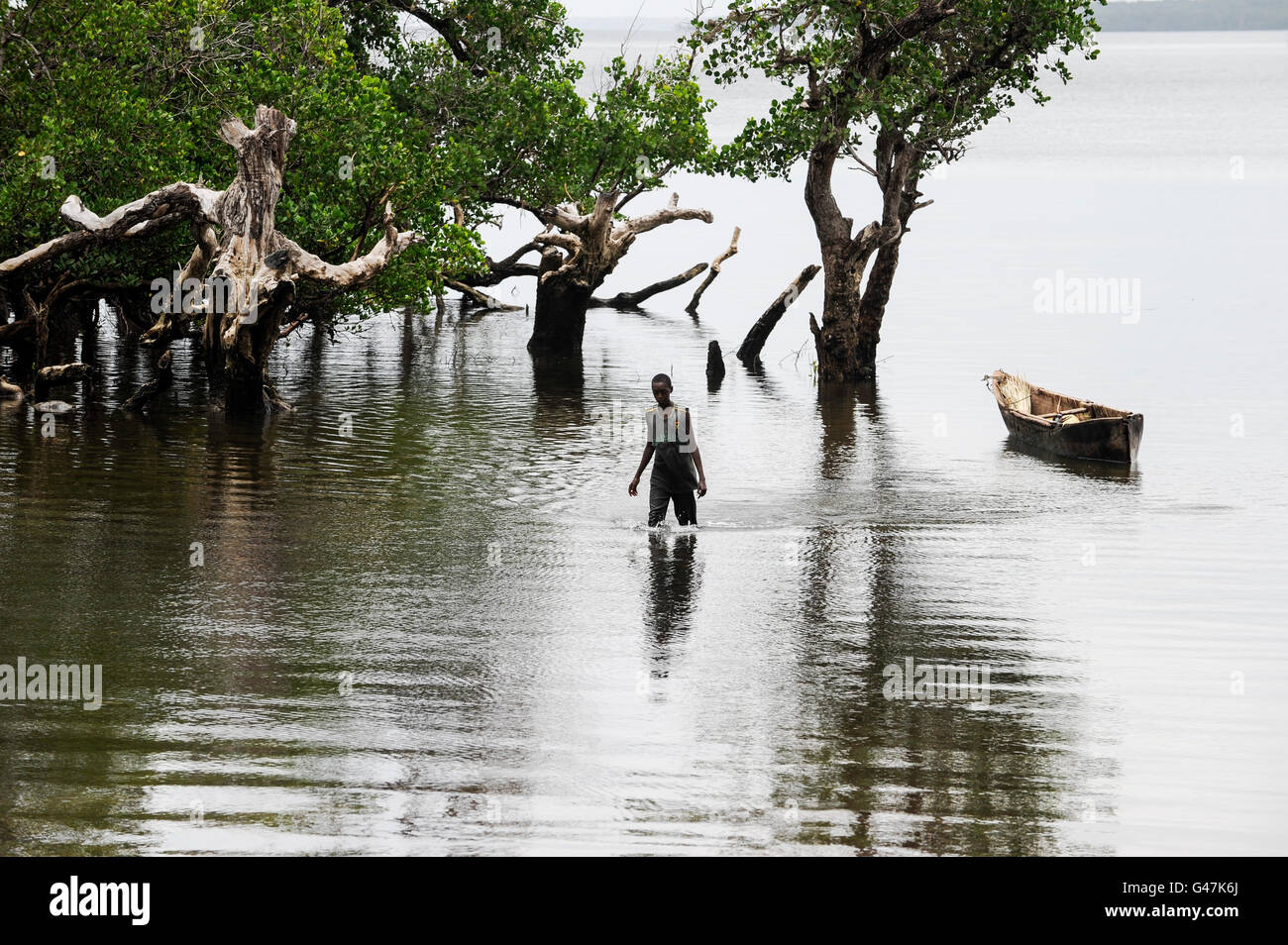 KENIA, Mombasa, village Jimbo , mangroves protect the coast and are an important ecosystem Stock Photo