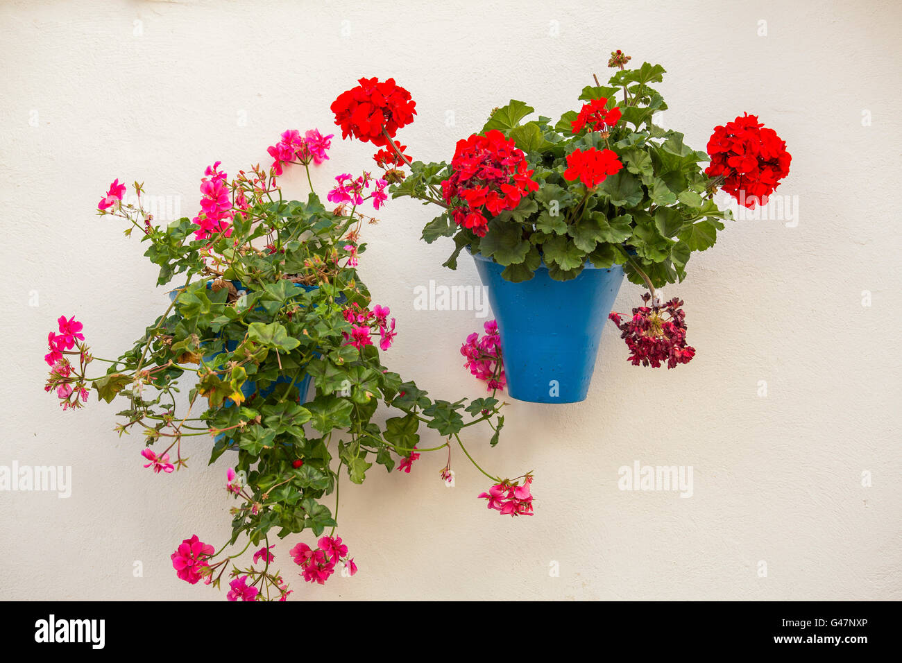 Potted plant with red flowers on a white house wall, Cordoba City Andalusia, Spain, Europe Stock Photo