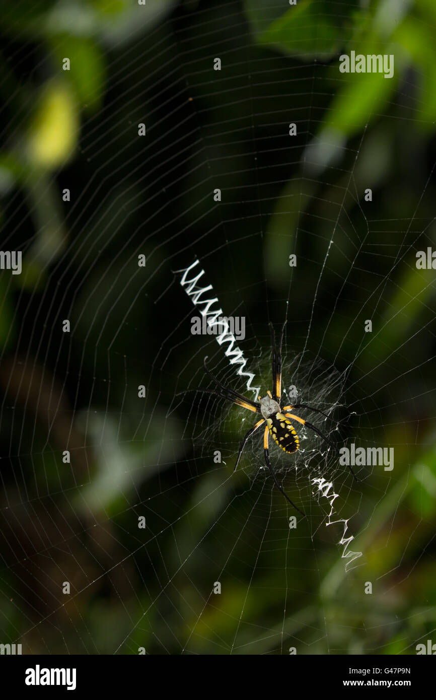 Black and yellow orb weaver spider on spiral wheel-shaped web with bright white stabilimentum, against dark garden background. Stock Photo