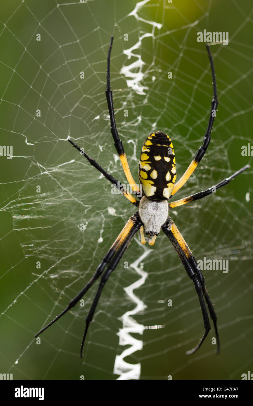 black-and-yellow garden spider