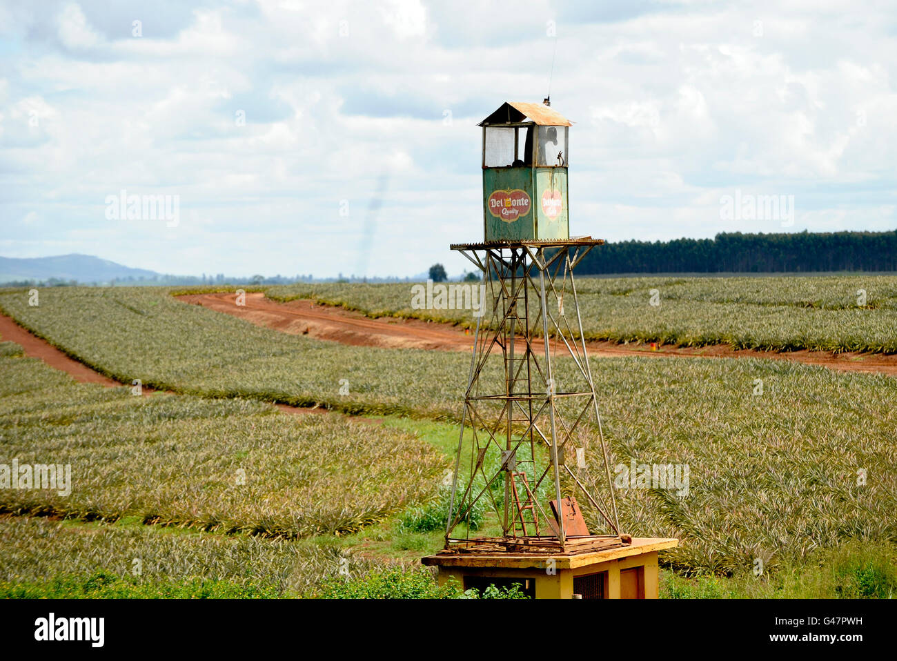 KENYA Del Monte pineapple plantation near Thika / Kenia Anannas Farm von Del Monte Stock Photo