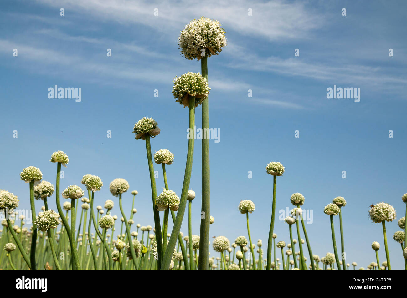 Onion field blooming Stock Photo Alamy