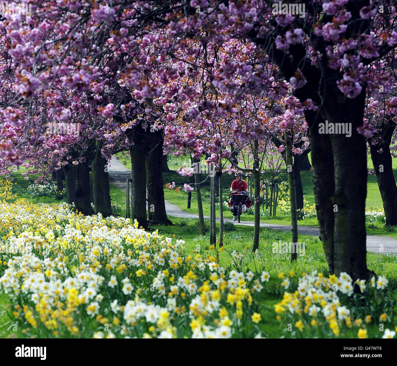 Spring weather Apr 18. A magnificent display of blossom and daffodils