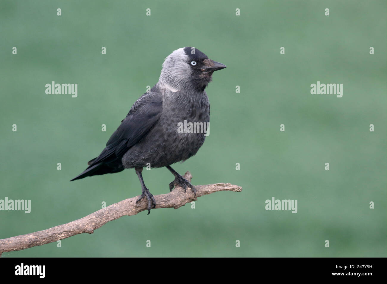 Jackdaw, Corvus monedula, single bird on branch, Hungary, May 2016 Stock Photo