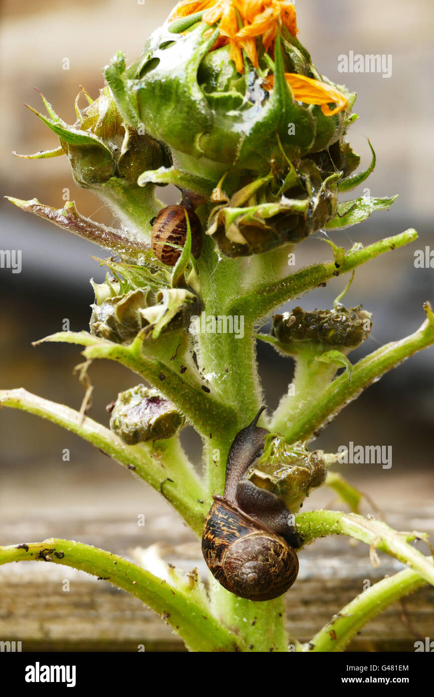 Snails climbing over a dying plant in a suburban garden Stock Photo