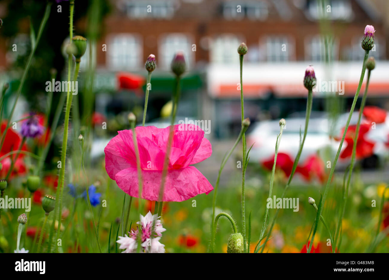 Wildflower planting at Quinton Park and Daventry Road shops