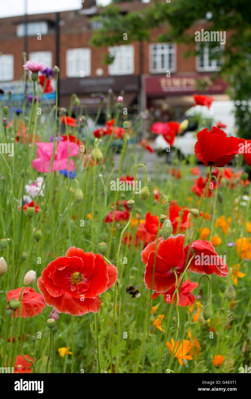 Wildflower planting at Quinton Park and Daventry Road shops