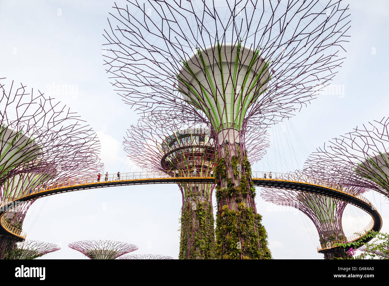 Singapore, Singapore - July 13, 2015: Aerial fisheye view of the Supertree Grove at Gardens by the Bay. Stock Photo