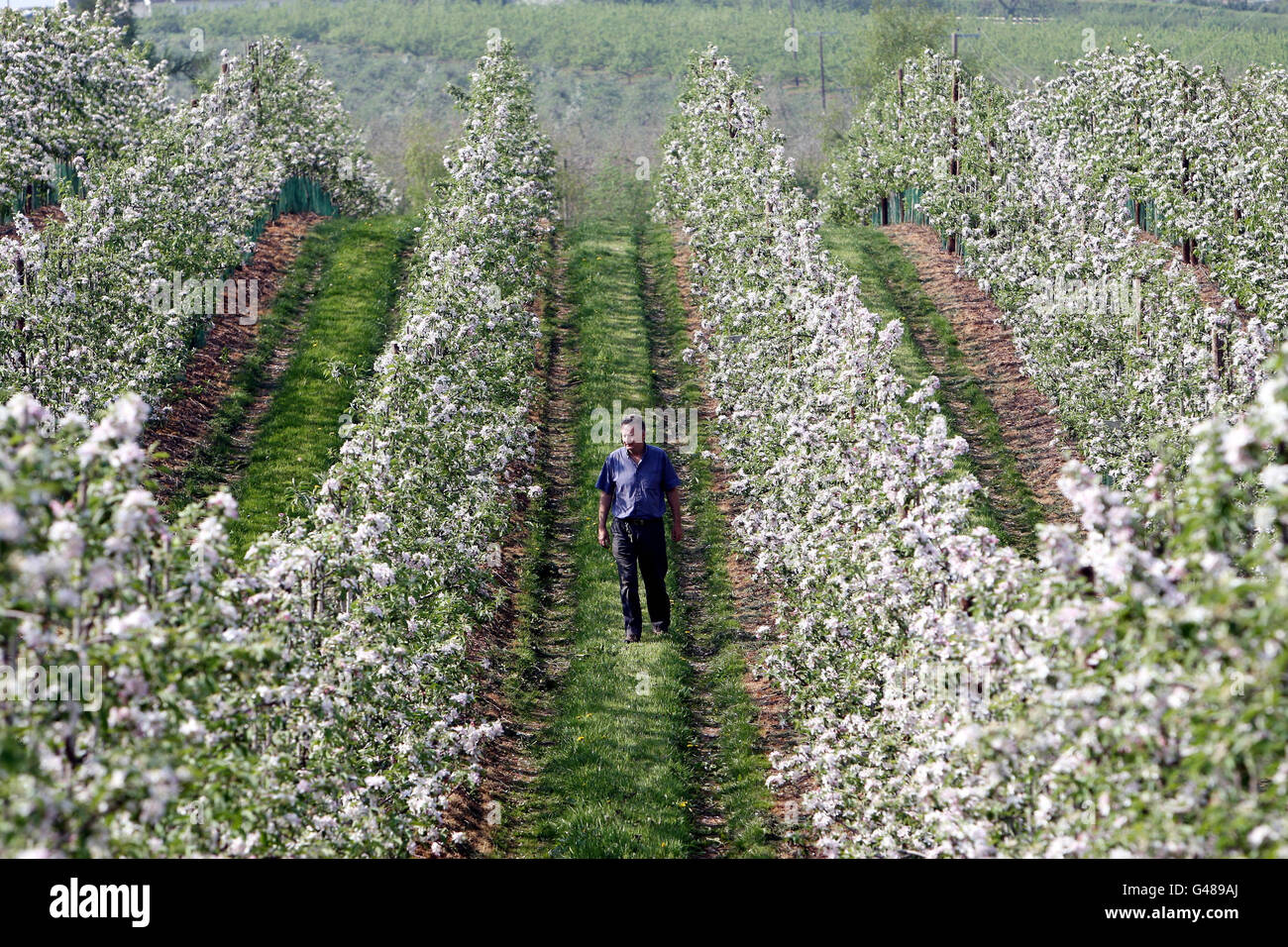 Apple blossom which has appeared 3 weeks earlier than usual is checked by fruit farmer John Bentley at Castle Fruit Farm, Newent, Gloucestershire. Stock Photo