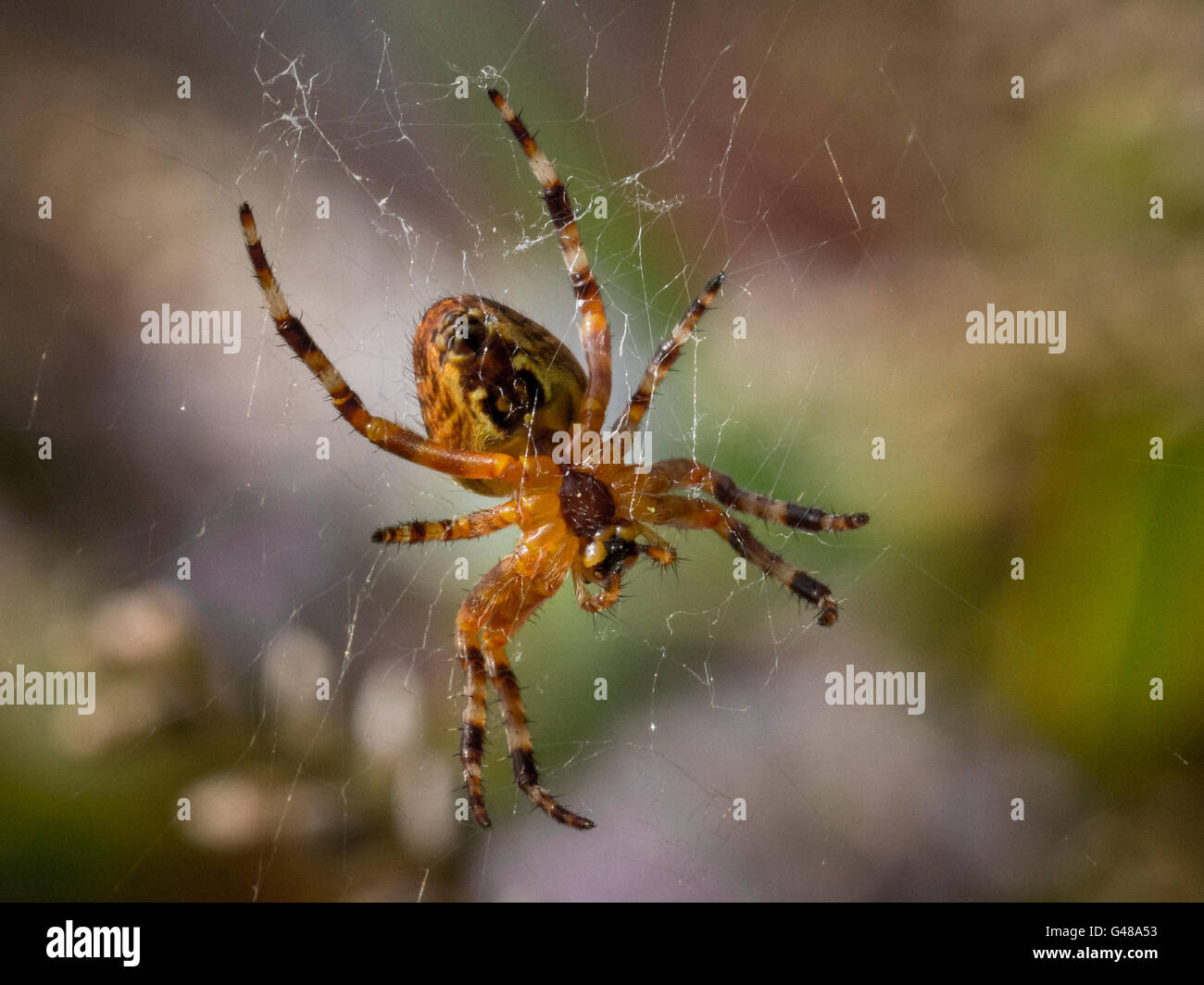 Garden cross spider in web Stock Photo - Alamy
