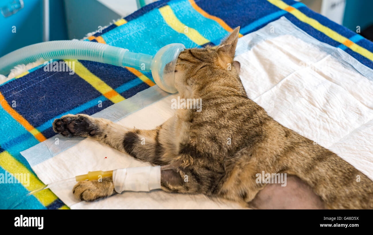 Surgery of spaying on a little kitty Stock Photo