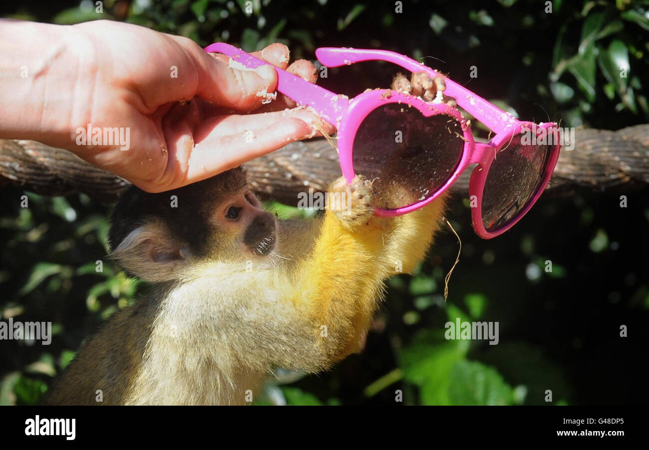 Monkey with sunglasses hires stock photography and images Alamy
