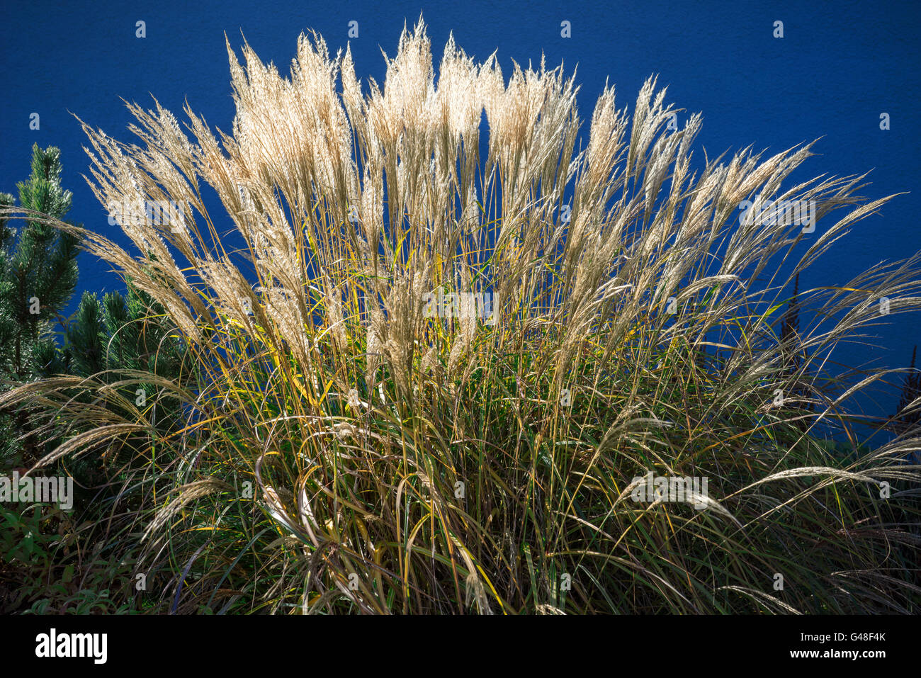 Ornamental grasses hires stock photography and images Alamy