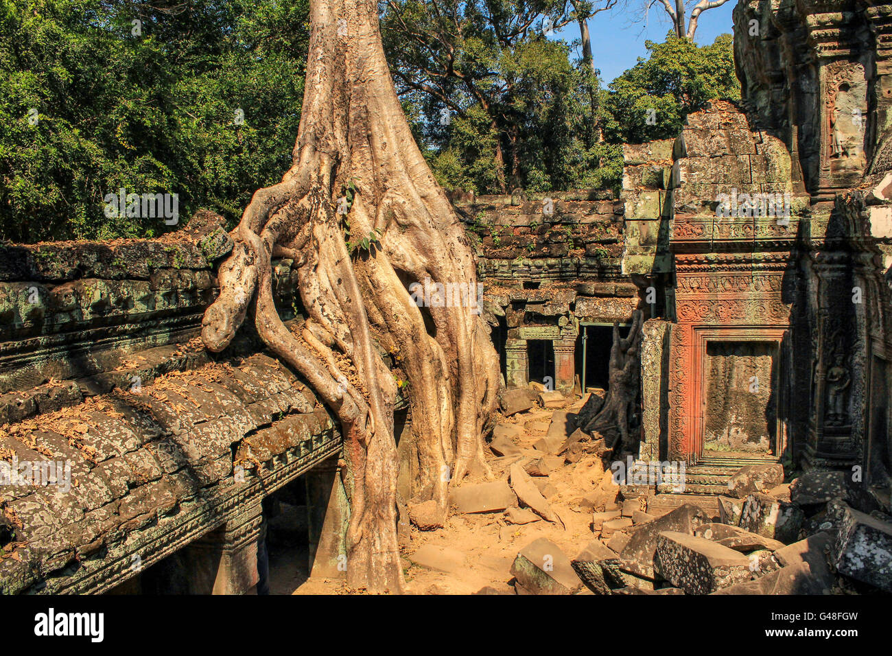 Ta Prohm, angkor wat -  temple ruins overgrown by trees Stock Photo