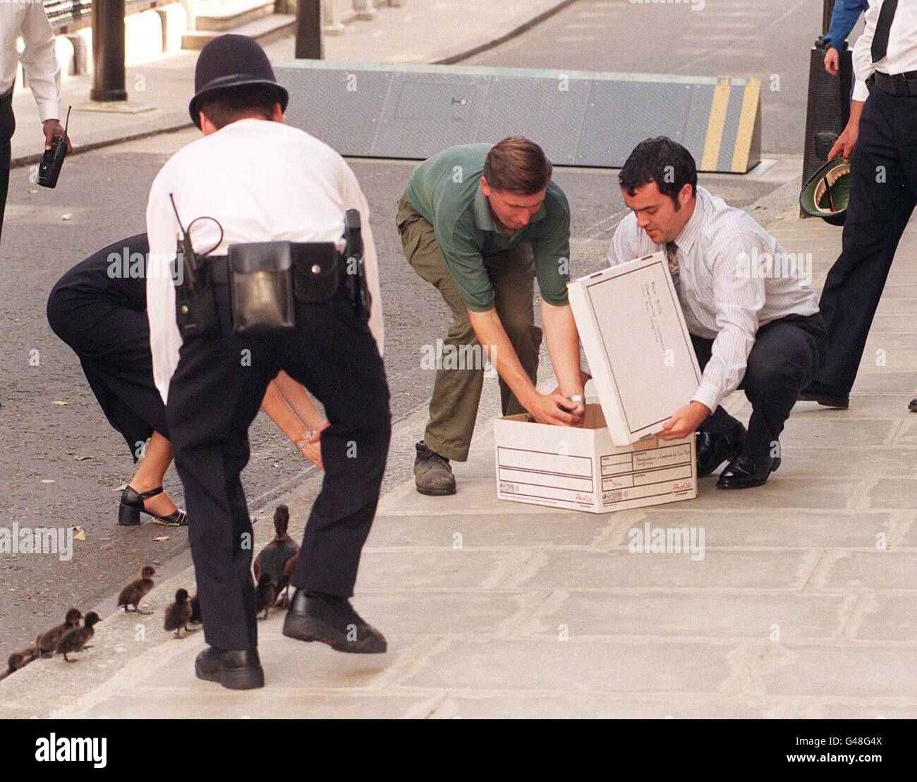 Policeman Bending Down Cardboard Box Ducklings Pavement Hi res Stock policeman-bending-down-cardboard-box-ducklings-pavement-hi-res-stock