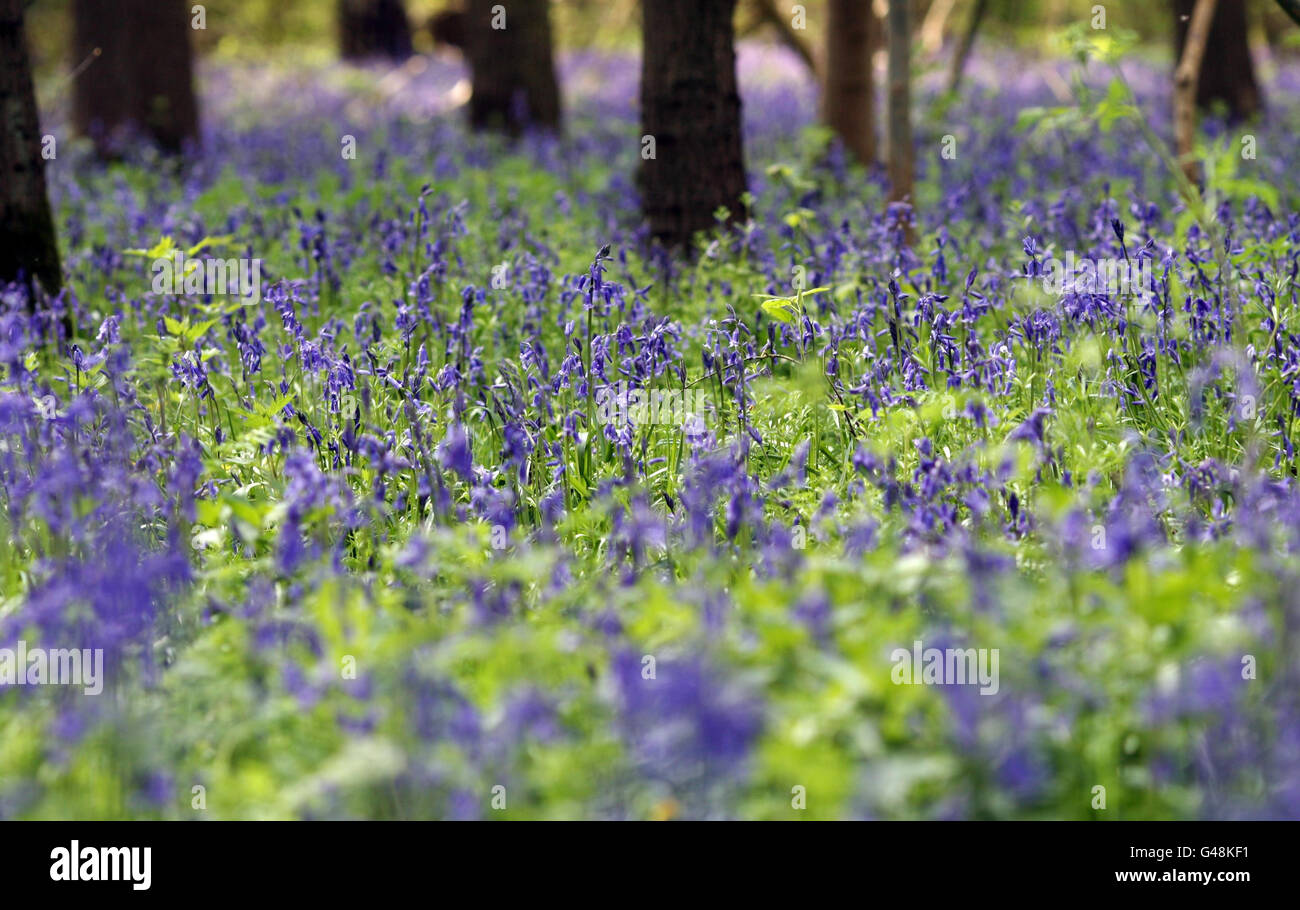 A carpet of Bluebells at Gamlingay Wood, in Cambridgeshire Stock Photo