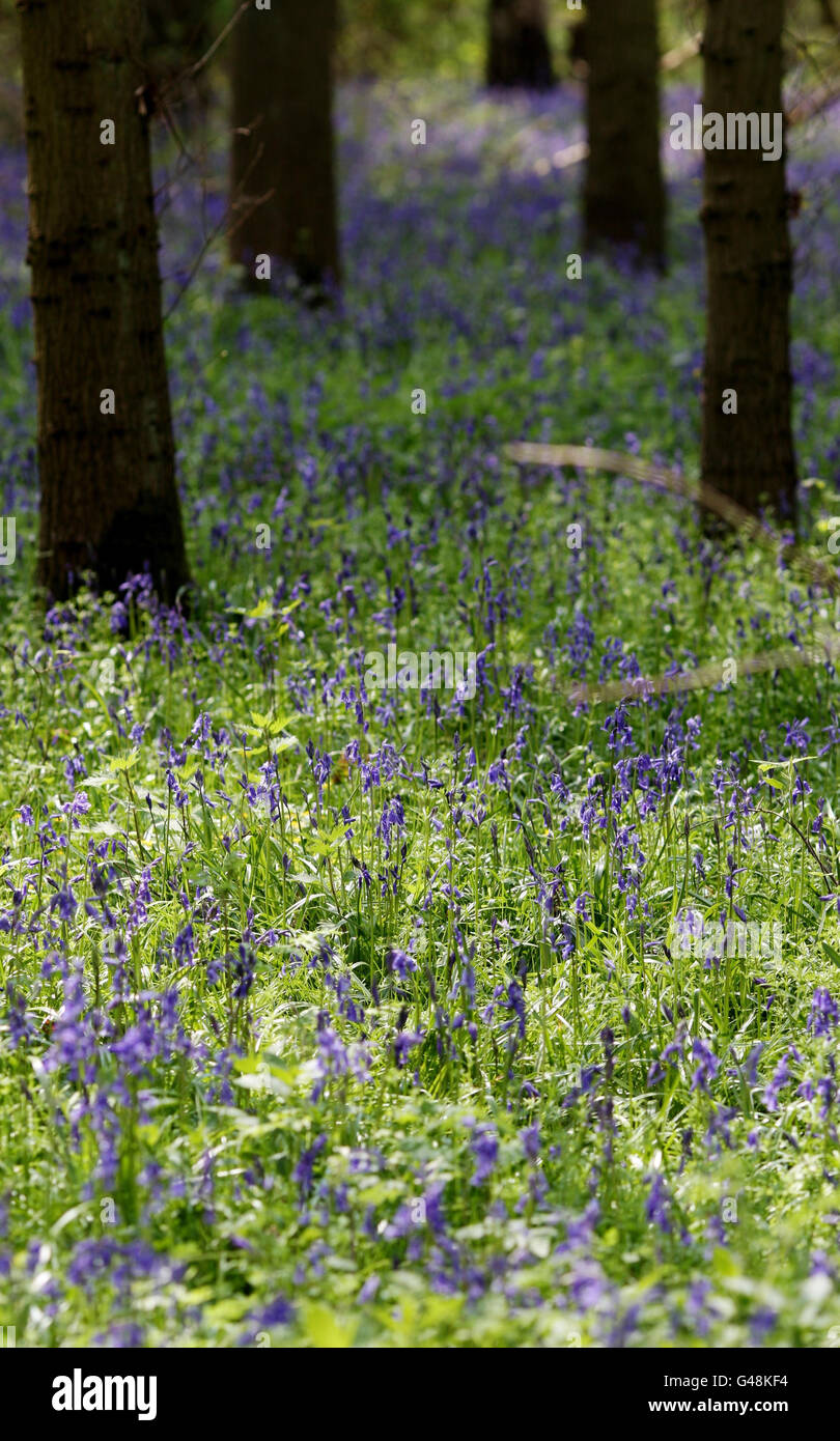 A carpet of Bluebells at Gamlingay Wood, in Cambridgeshire Stock Photo