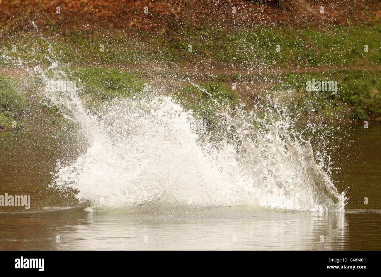 Freeride mountain biker Jack Hood launches himself into the river Tweed in Peebles Scottish Borders as part of the launch of the TweedLove Bike Week festival. Stock Photo