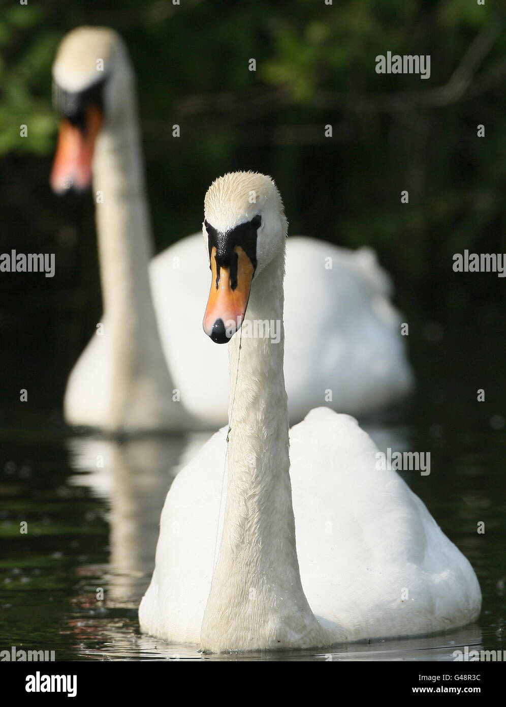 A pair of mute swans at the WWT London Wetland Centre in Barnes, south