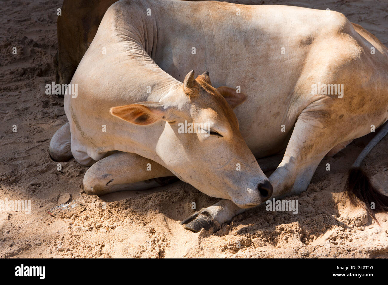 Sri Lanka, Mirissa, cow asleep on beach Stock Photo