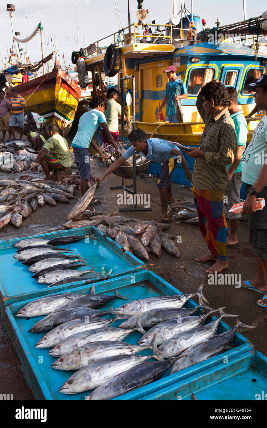 Sri Lanka, Mirissa Harbour, early morning, tuna catch for sale on quay Stock Photo