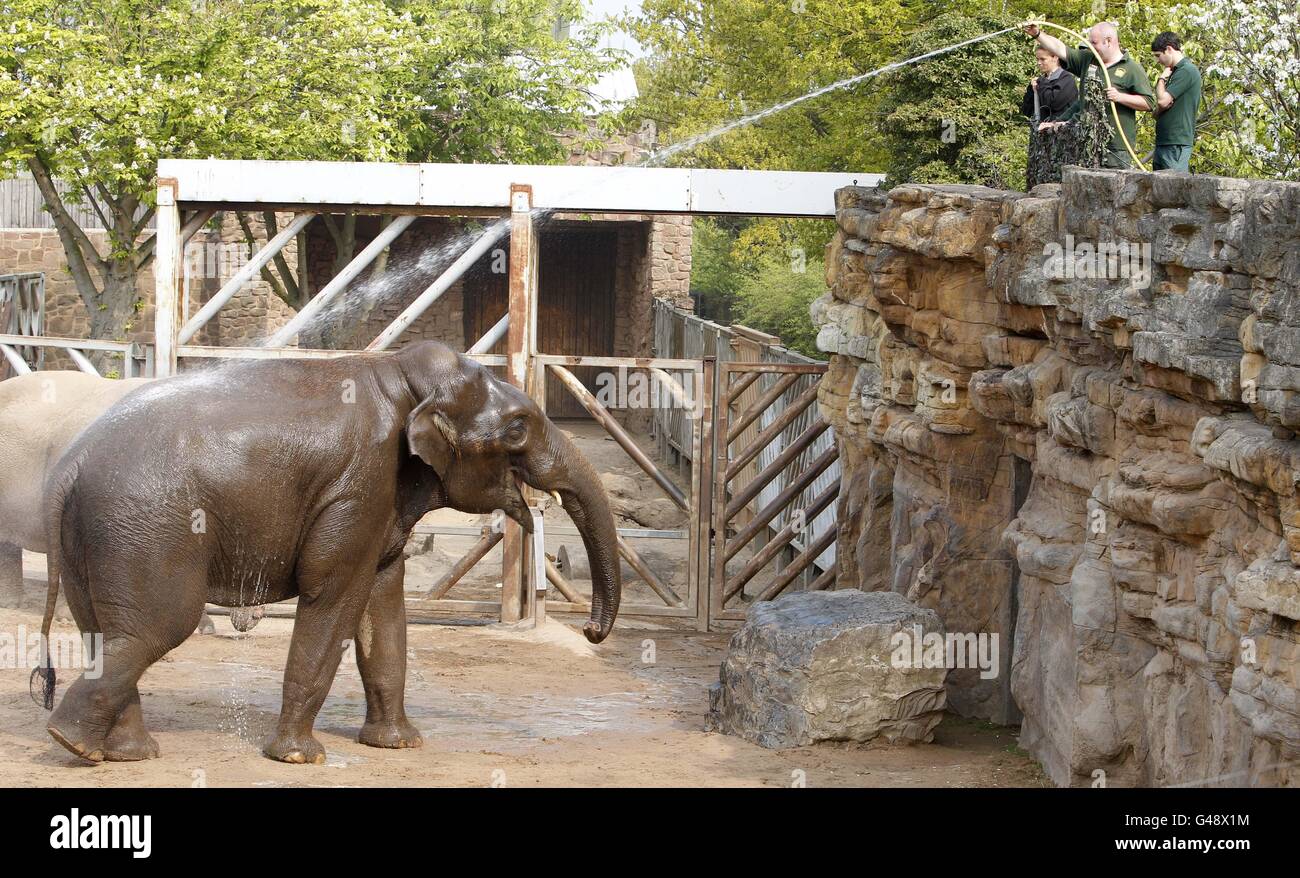 Elephants at Chester Zoo Stock Photo Alamy