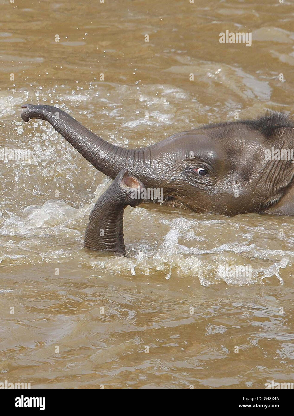 Elephants chester zoo sprayed hose cool them down hot weather hi-res