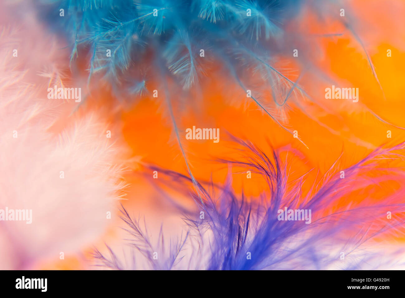 Close up of feathers. Details and textures Stock Photo