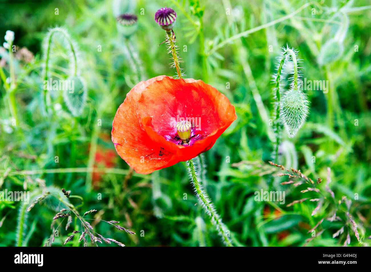 Single red poppy flower with seed heads in rough grass at the side of the road Stock Photo