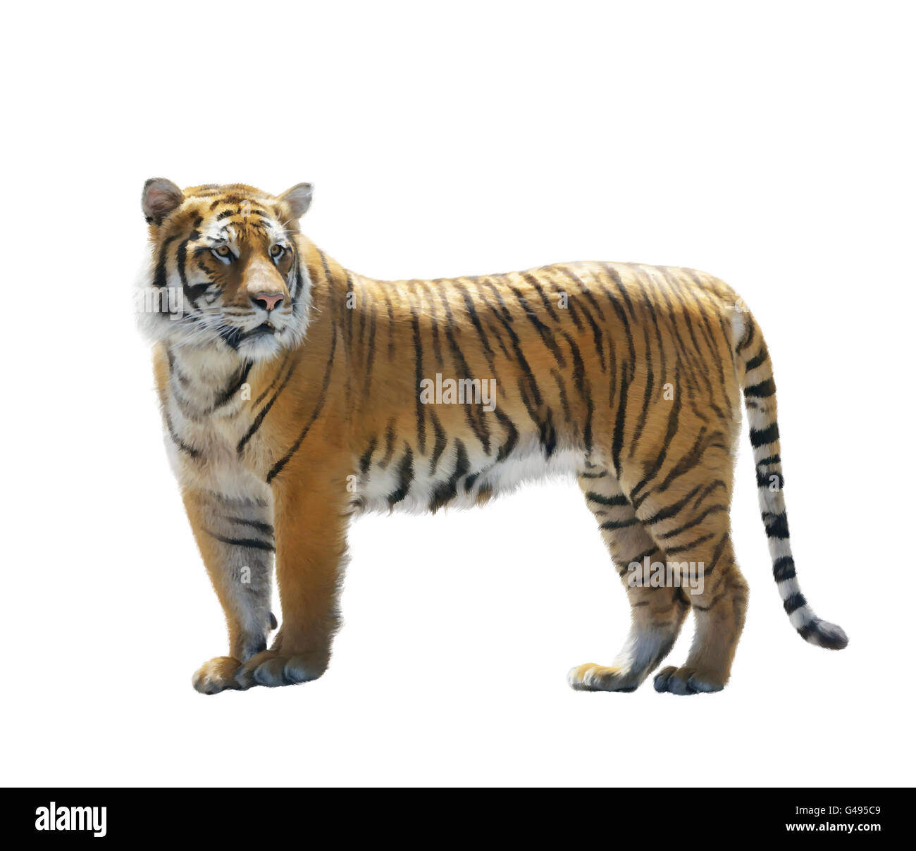 Digital Painting of Tiger isolated on White Stock Photo