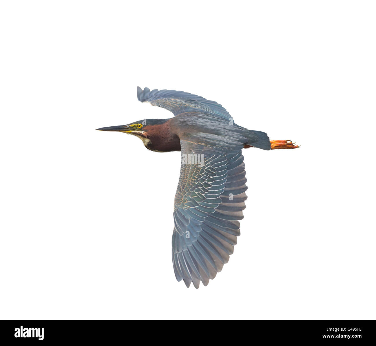 Green Heron in Flight isolated on white background Stock Photo Alamy