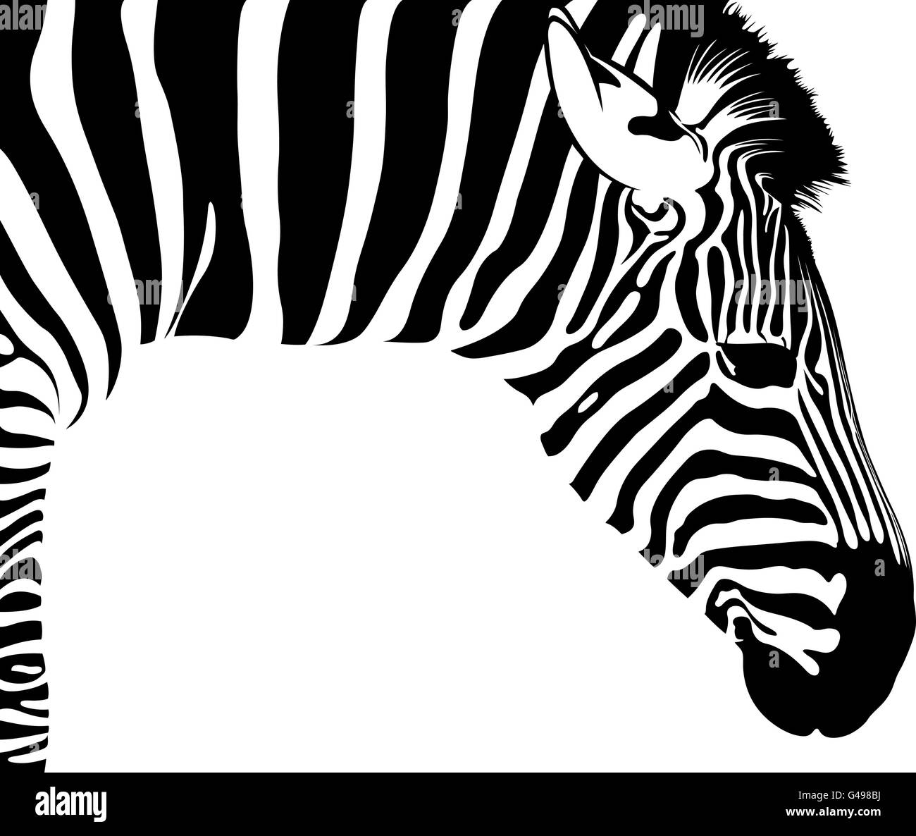 Zebra isolated on white Stock Vector Image & Art - Alamy