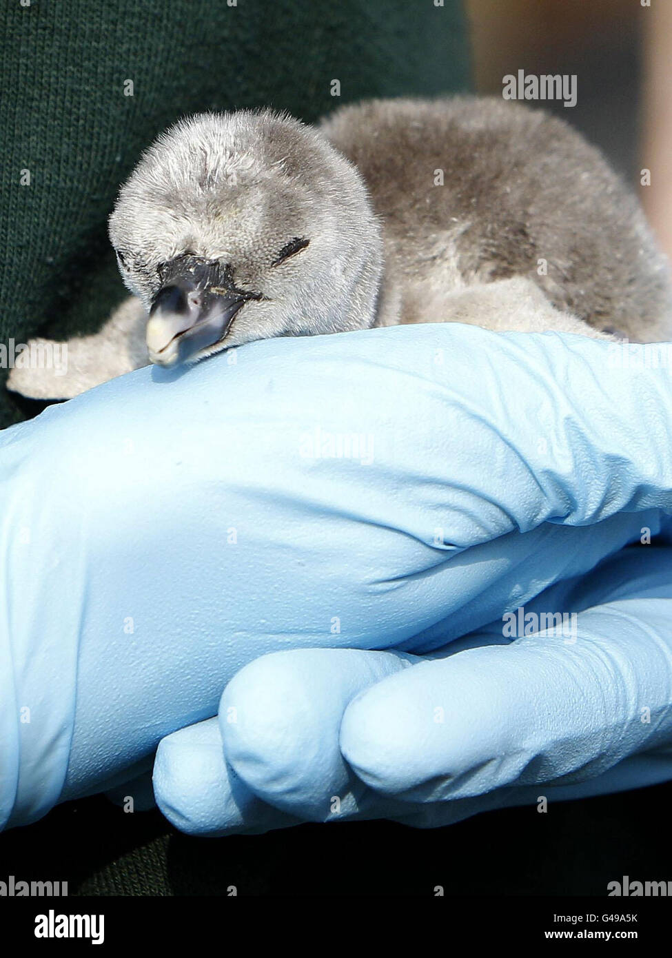 Penguin chicks at Chester Zoo. A Humboldt penguin chick just hours old, one of eleven eggs to have hatched at Chester Zoo. Stock Photo
