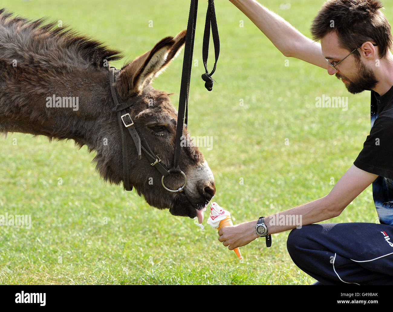 Toby the Donkey enjoys a refreshing vanilla ice cream cone held by his handler Gary Westphel, after spending the day giving rides to young children, on Blackheath in south East London. Stock Photo