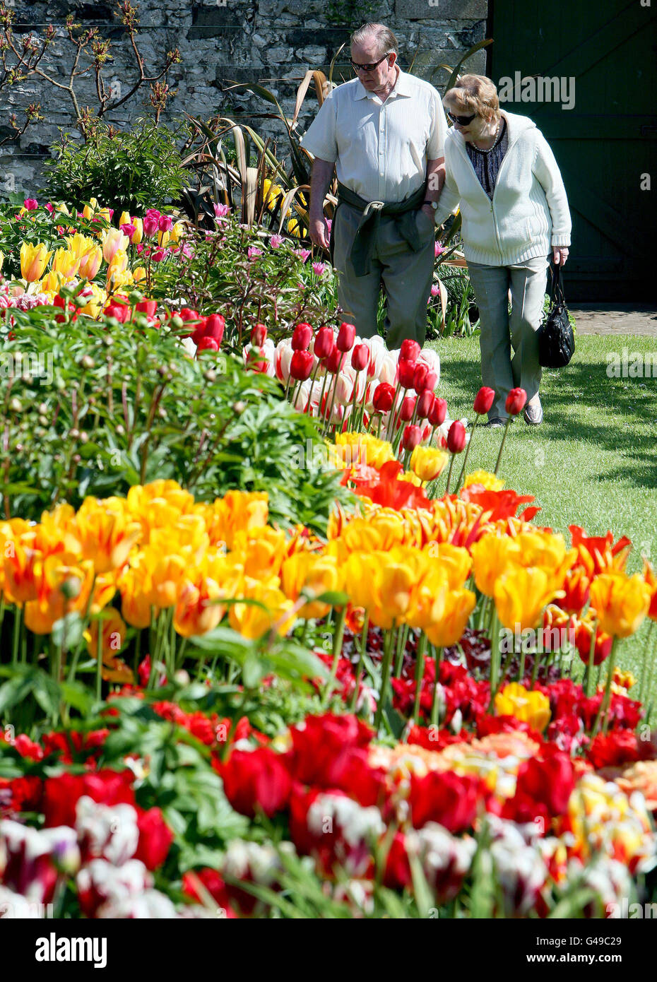 Glenarm tulip festival Stock Photo Alamy